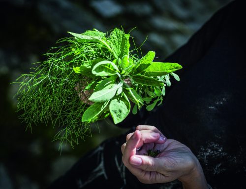 Erbe officinali e spontanee